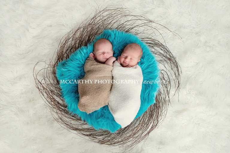 newborn twins in a nest
